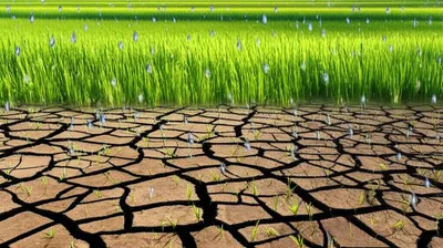 Illustration replenishment - Image 1