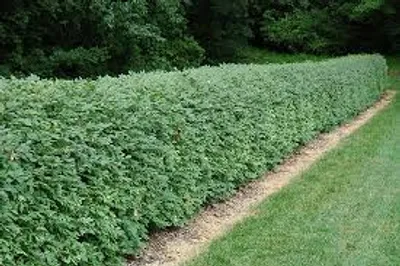 Illustration bush - Image 3