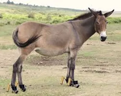 Illustration mule - Image 2