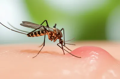 Illustration mosquito