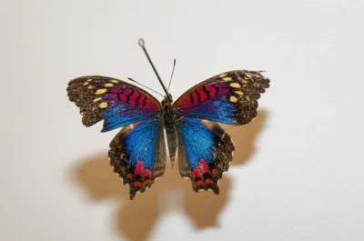 Illustration paralyzing