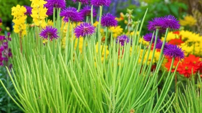 Illustration herbaceous