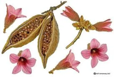 Illustration follicle - Image 2