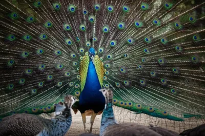 Illustration poses - Image 1