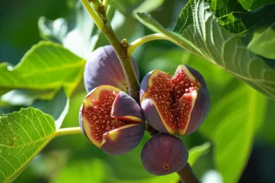 Illustration figs - Image 1