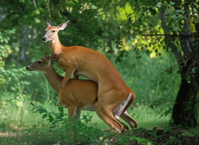 Illustration bucks - Image 1