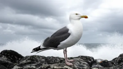 Illustration cobs - Image 1