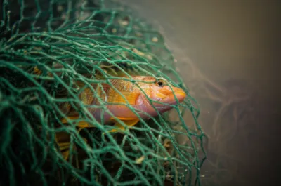 Illustration implicate