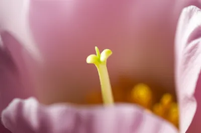 Illustration mothers - Image 1