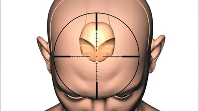 Illustration apricot - Image 1