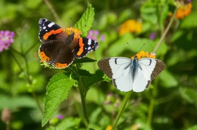 Illustration admirals - Image 1