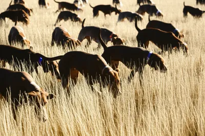 Illustration casting - Image 1