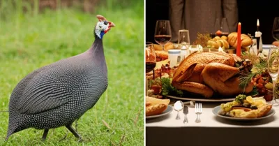 Illustration turkeys