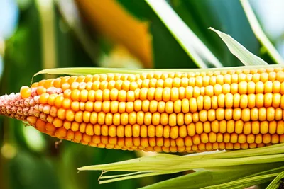 Illustration cob - Image 1