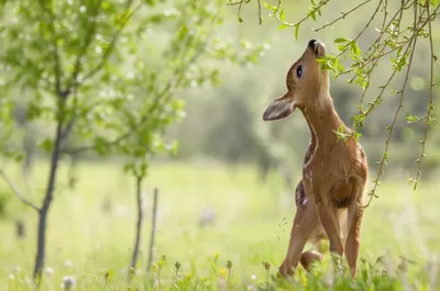 Illustration browses