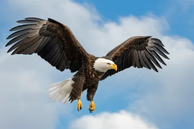 Illustration pinions - Image 1