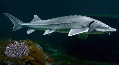 Illustration belugas - Image 1