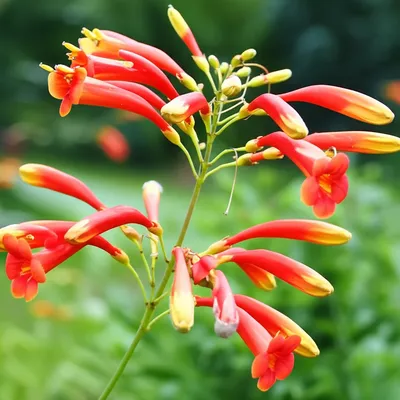Hình ảnh minh họa crocosmia - Ảnh 1