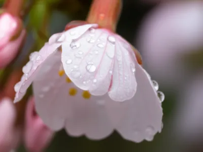 Illustration prime - Image 1