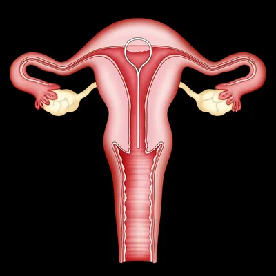 Illustration loop - Image 1