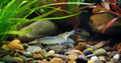 Illustration scuds - Image 1