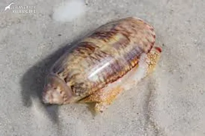 Illustration olive - Image 2