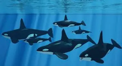 Illustration pod - Image 2