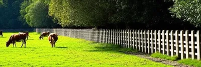 Illustration creep - Image 2