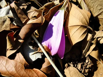 Illustration smothers - Image 1