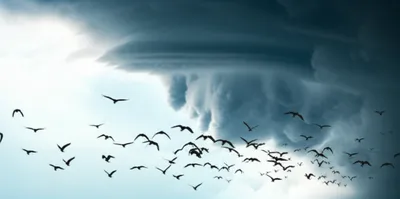 Illustration avoids - Image 1