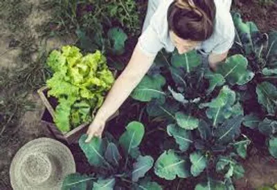 Illustration cultivate - Image 2