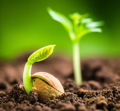 Illustration sprouts - Image 1