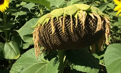 Illustration yellower - Image 1