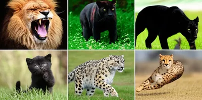 Illustration felid - Image 1