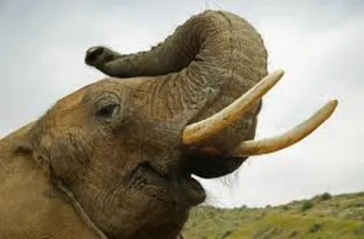 Illustration tusk - Image 2