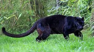 Illustration panther - Image 2