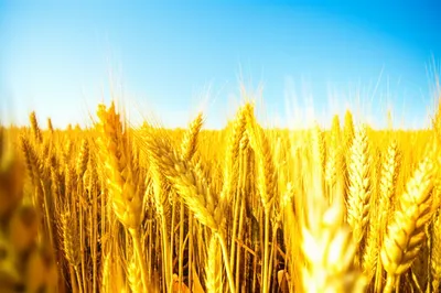 Illustration waving - Image 1