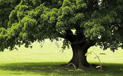 Illustration puny - Image 1