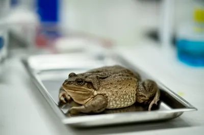 Illustration spinal - Image 1