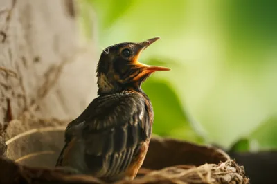 Illustration rictus - Image 1