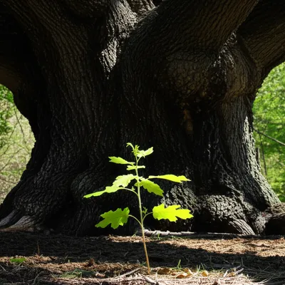 Illustration d - Image 1