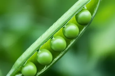 Illustration legumes - Image 1