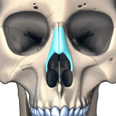 Illustration nasals - Image 1