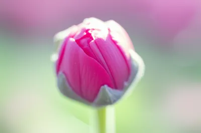 Illustration blooming - Image 1