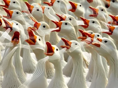 Illustration gabbling - Image 1