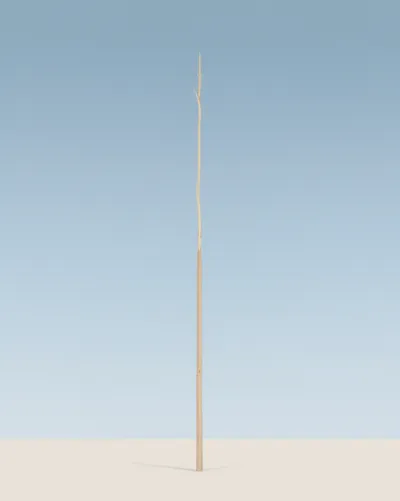 Illustration unbranched