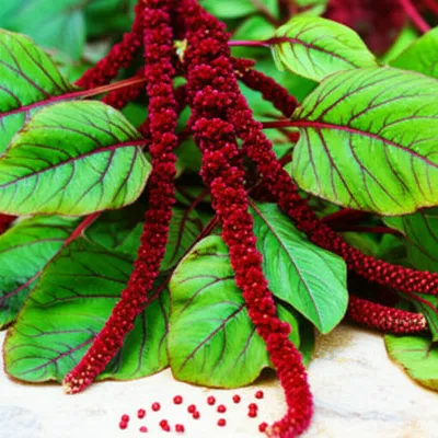 Illustration amaranth - Image 1