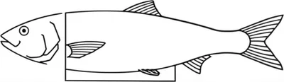 Illustration fillet - Image 1