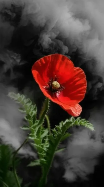 Illustration smouldering - Image 1