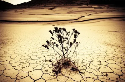 Illustration sewed - Image 1